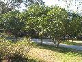 Wax Leaf Ligustrum / Ligustrum japonicum